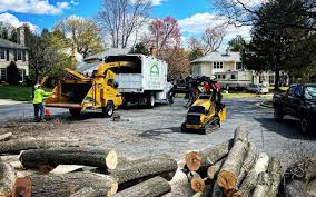 Reliable Mound City, MO Tree Care Solutions